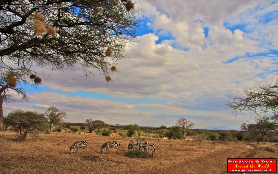 TANZANIA - Tarangire National Park - 10.jpg